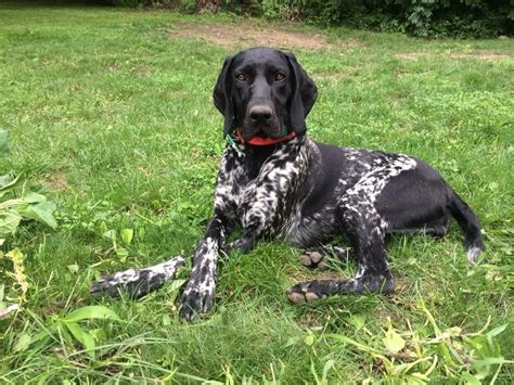 All Black German Shorthaired Pointer Dopi