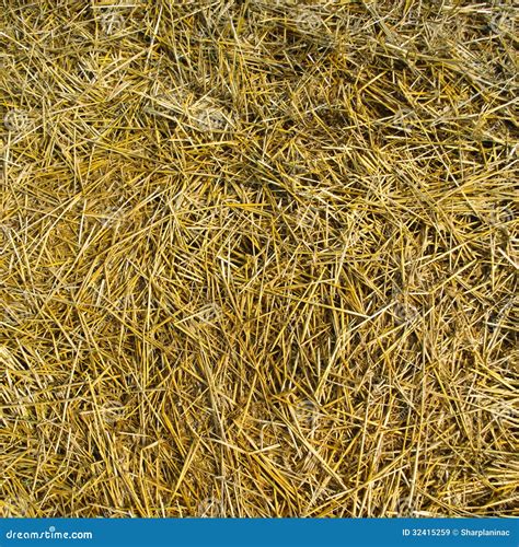 Mowed Hay Texture Stock Image Image Of Field Autumn 32415259