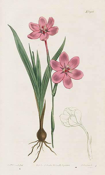 1815 Curtis Botanical Magazine Red Orange Highly Decorative Prints