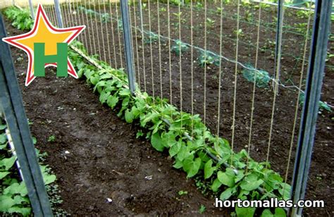 How To Grow And Support Tomato Plants Using Horticulture Strings