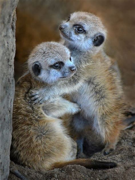 Two Little Meerkat Pups Dance In The New Year