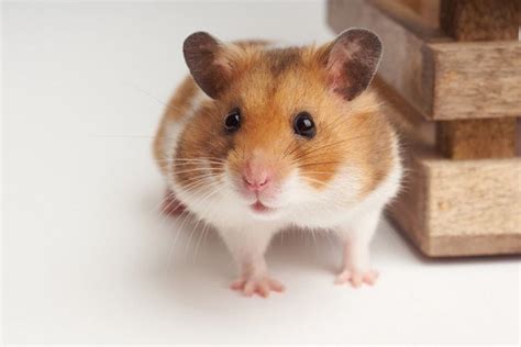Syrian Hamster Info Pictures Traits And Facts Pet Keen