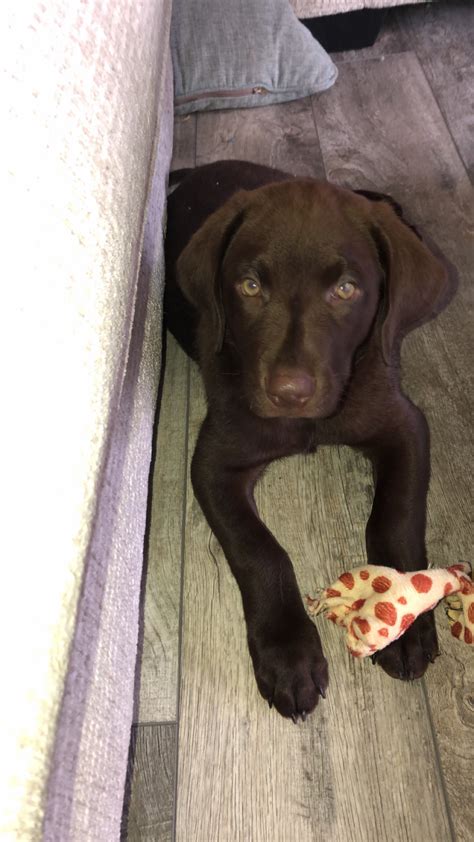 Lancaster Puppies Reviews - 145 Reviews of Lancasterpuppies.com