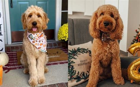 What Is The Difference Between An F1 And F1b Goldendoodle K9 Web