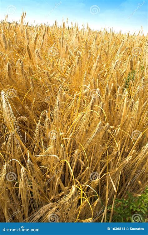 Time For Harvest Stock Photo Image Of Nature Field Plant 1636814