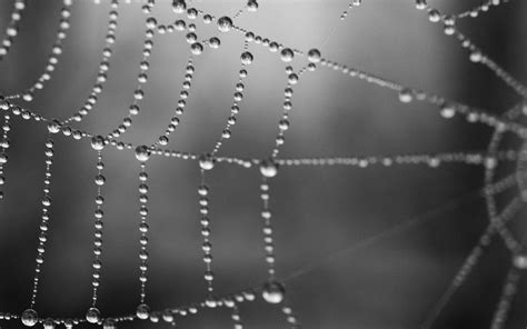 Wallpaper Water Drops Spiderwebs Dew Arachnid Material Black And