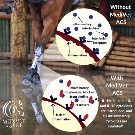 Understanding Inflammation In Horses And How Medivet Acs Counters It