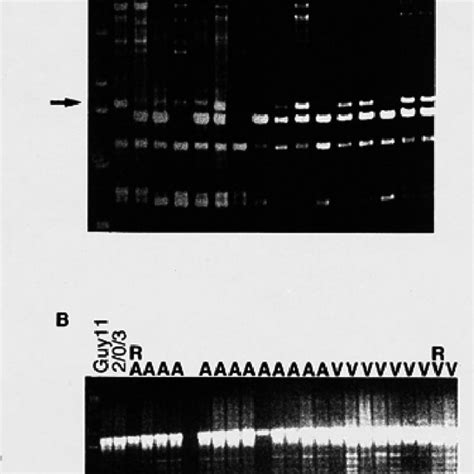 Comparison Of Random Amplified Polymorphic Dna Rapd Markers