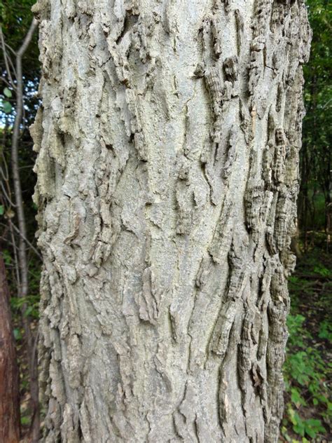 Found on a wide range of soils east of the rockies from southern canada to florida, these trees thrive in a broad span of temperatures and on. Honeysuckle Haven or Hell's Half Acre: Hackberry?
