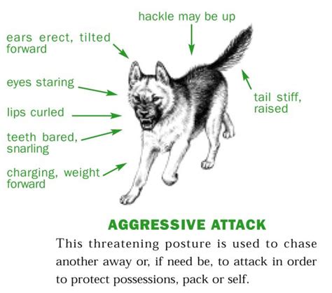Aggressive Body Language Dog Body Language Class Pet Lab Dogs German