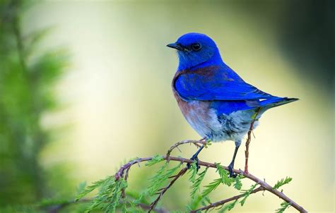 Wallpaper Bird Bird Blue Images For Desktop Section животные Download