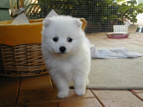 Japanese Spitz Puppies Rescue Pictures Information