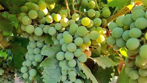 Parkland products exclusively provides grillo products through our network of new zealand dealers; Grillo, origins of a Sicilian wine grape variety - Wine in ...