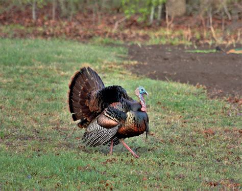 Tom Turkey In Spring 2 Free Stock Photo Public Domain Pictures