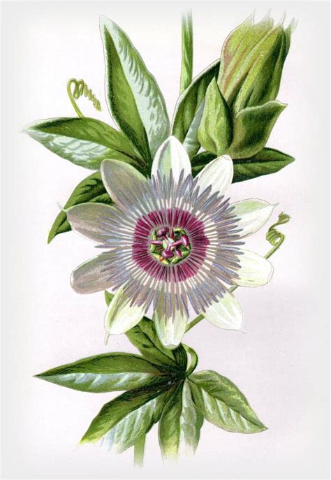 Passion Flower Flower Prints Art Botanical Prints Botanical