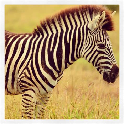 Beautiful Zebra In Kruger Park South Africa 📷 Roberto Gibbons Gomez