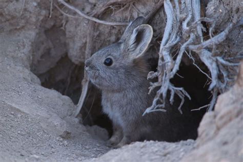 Petition Seeks To Protect Pygmy Rabbit Under Endangered Species Act
