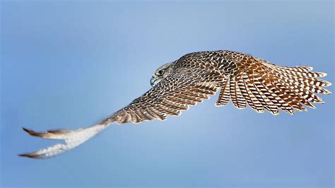 22 Excellent Hd Falcon Bird Wallpapers