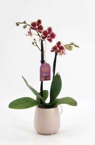 Deutschland » hamburg » hamburg » professional & other places » convention center » meeting room. Kroger - Bloom Haus™ Premium Potted Orchids, 3-inch pot