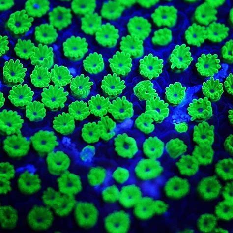 Love The Green Polyps Flowercorals Polyplab Reefroids