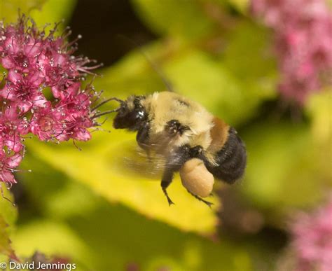 Brown Belted Bumble Bee Bombus Griseocollis Bumble Bees Of