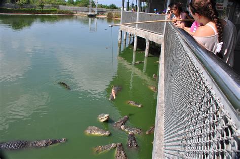 Visitors Feed The Crocodiles Zoochat