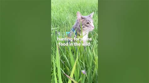 Cat Hunting In The Wild Youtube