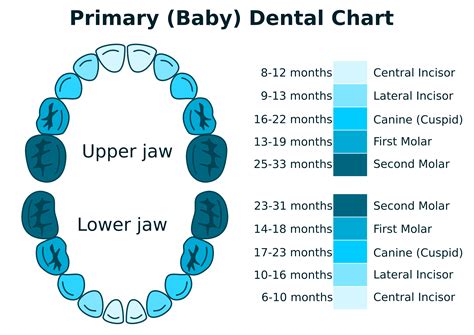 Clipart Primary Dental Chart