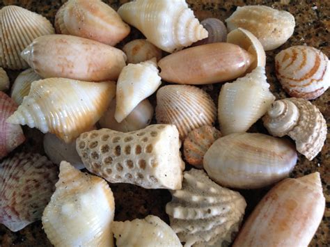 Free Images Nature Ocean Texture Summer Pattern Food Seafood Material Invertebrate