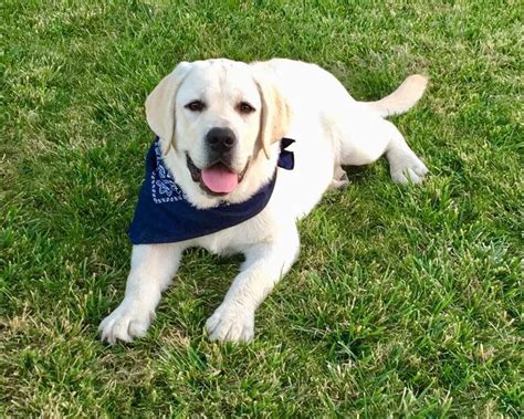 Labrador retriever puppies sale sell pond creek labs quitman texas. AKC English Labrador Retriever Puppies - Puppies For Sale
