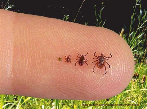 Keep An Eye Out For Ticks Manomet