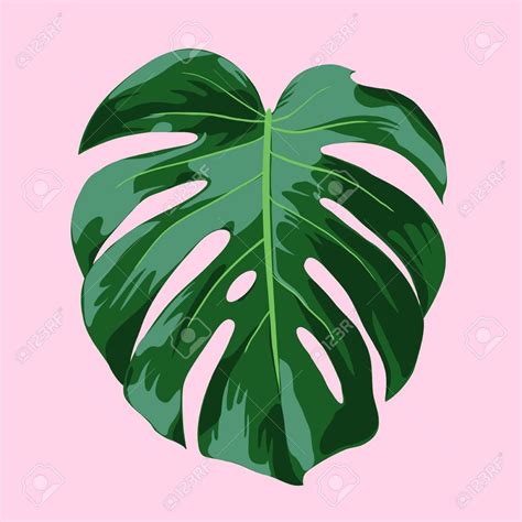Monstera Tropical Leaf Illustration Illustration Vectorielle Réaliste