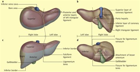 Anatomy Of The Gallbladder And Bile Ducts Surgery Oxford