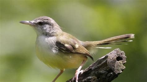 Apa Sambate Manuk Prenjak