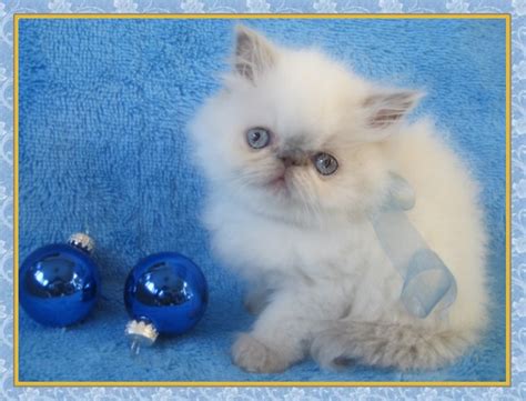 Himalayan kittens have become increasingly popular over the years. Himalayan Kittens for sale - New Jersey - Blue Point One ...