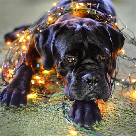 15 Amazing Facts About Cane Corso Dogs You Might Not Know Page 4 Of 5