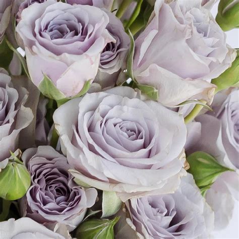 Buy Wholesale Nirvana Lavender Spray Roses In Bulk Fiftyflowers