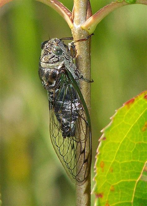 They are in the suborder auchenorrhyncha. Cicadas (Family Cicadidae) | Field Station