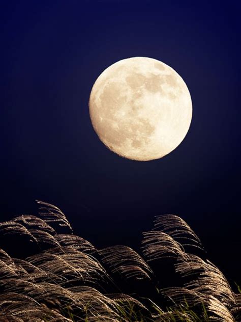 Japanese Moon Bing Wallpaper Download
