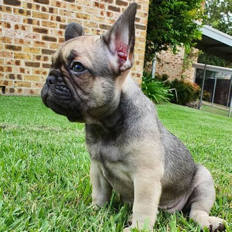 french bulldog puppies cleveland ohio/french bulldog puppies for sale