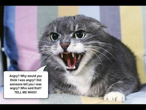 19 Best Images About Angry Cats On Pinterest Cats Funny And Funny