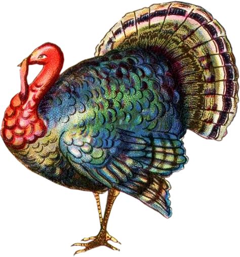 On our site you can get for free 10 of. tom turkey clipart - Clipground