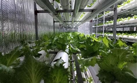 Indoor Vertical Farming Jumpstarts Agribusiness — Manbetx全站客户端30