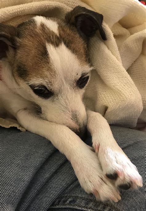 Expect to pay less for a puppy without papers, however, we do not recommend buying a puppy. Oh how sweet. | Jack russell, Jack russell terrier, Jack ...
