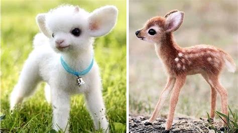 Cutest Animals In The World