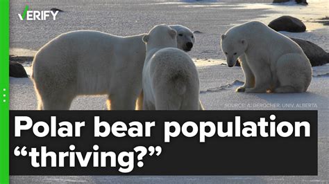 Misrepresented Data Used To Falsely ‘prove Polar Bears Thriving
