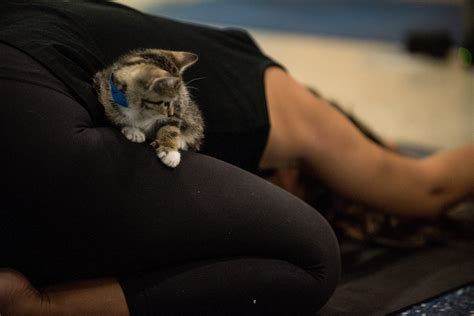 Kitten Yoga Is The Newest Exercise Trend Meowingtons
