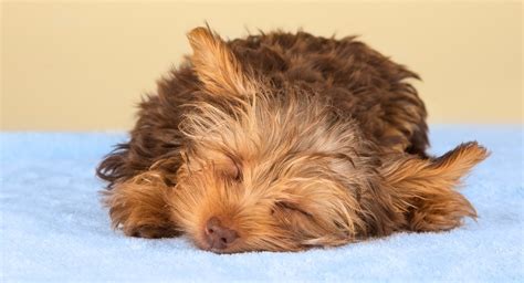 yorkshire terrier photo dont    cute