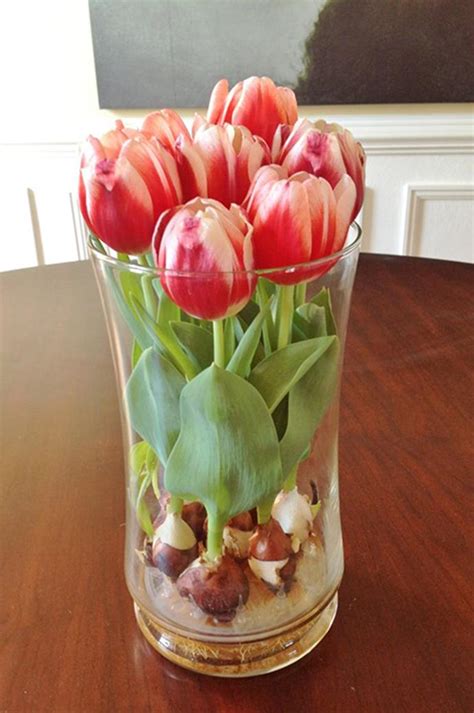 How To Grow Tulip Bulbs In A Vase Homes To Love