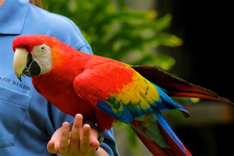 Macaw Parrot Bird Tropical 64 Wallpapers Hd Desktop